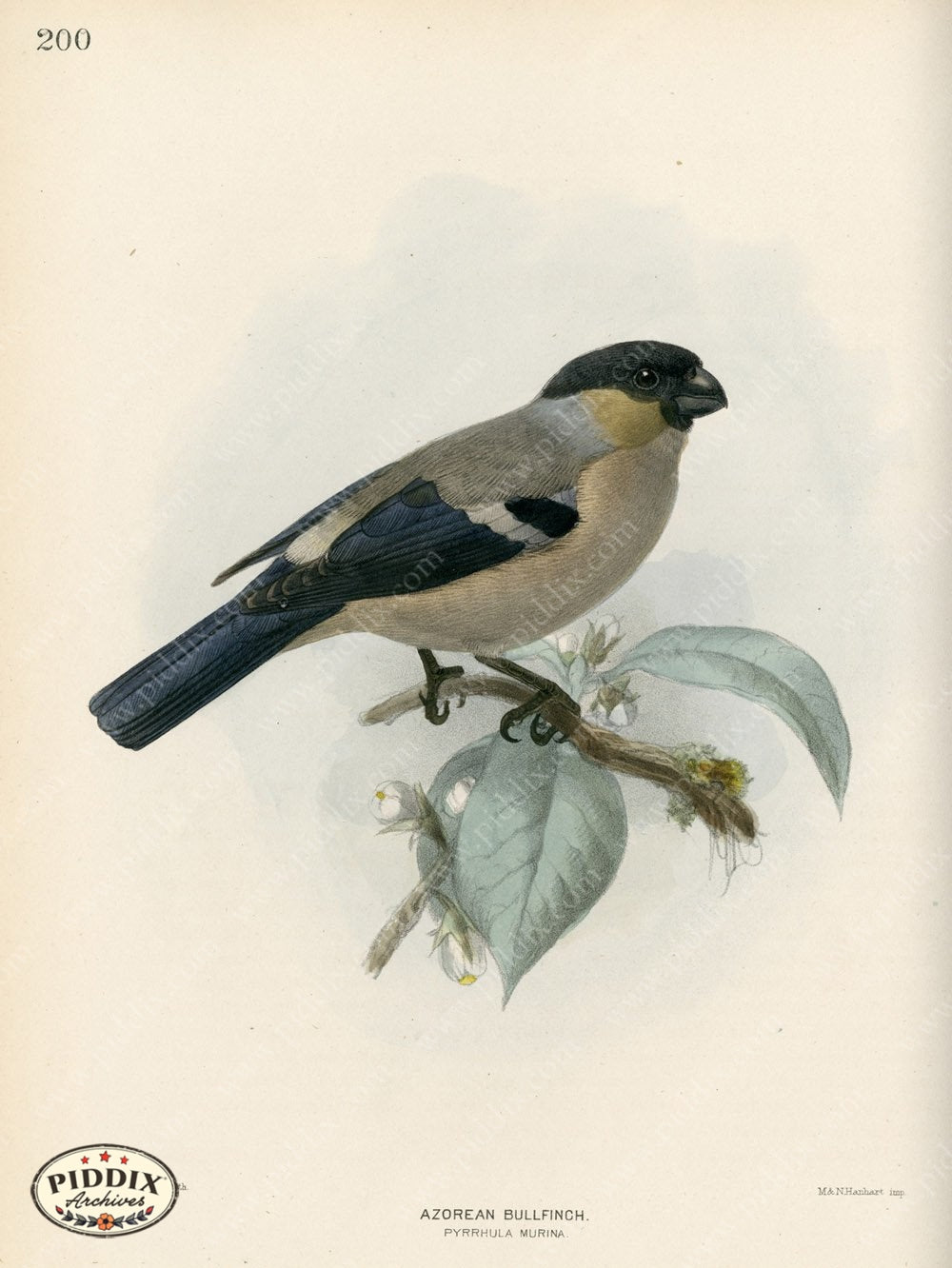 Pdxc1396 -- Birds Color Illustration