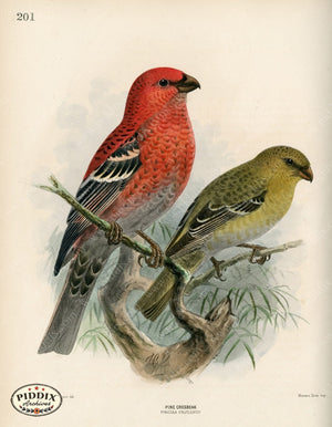 Pdxc1397 -- Birds Color Illustration