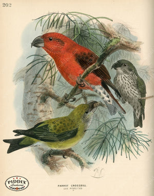Pdxc1399 -- Birds Color Illustration