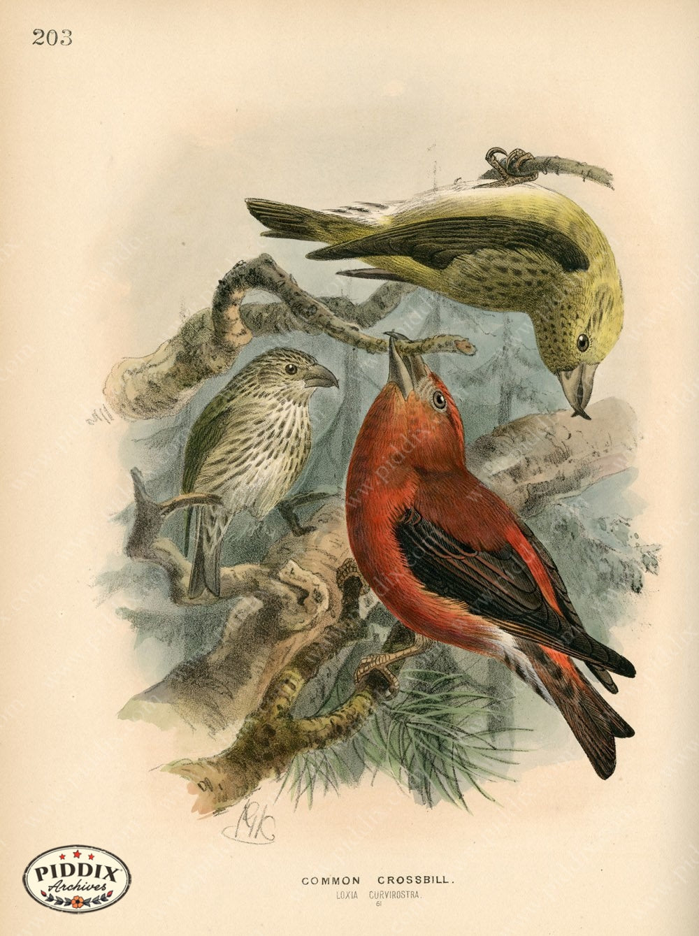 Pdxc1400 -- Birds Color Illustration