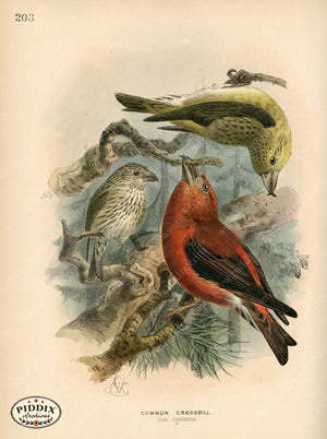 Pdxc1400 -- Birds Color Illustration