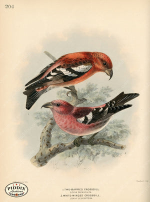 Pdxc1401 -- Birds Color Illustration