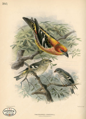 Pdxc1402 -- Birds Color Illustration