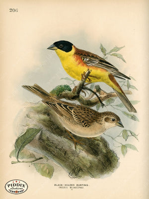 Pdxc1403 -- Birds Color Illustration