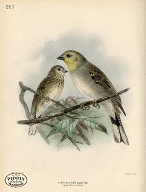 Pdxc1405 -- Birds Color Illustration