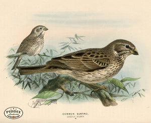 Pdxc1406 -- Birds Color Illustration