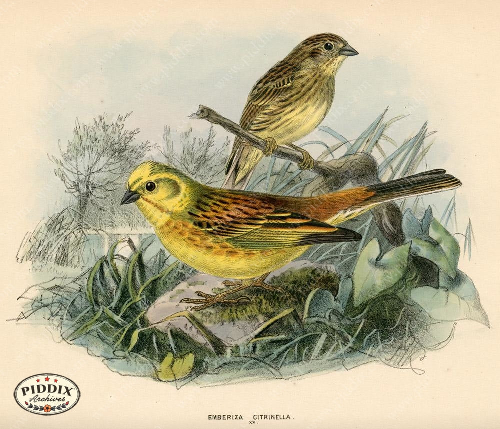 Pdxc1407 -- Birds Color Illustration