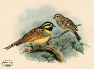 Pdxc1408 -- Birds Color Illustration