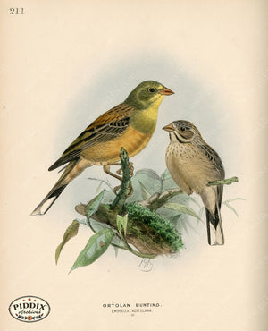 Pdxc1409 -- Birds Color Illustration