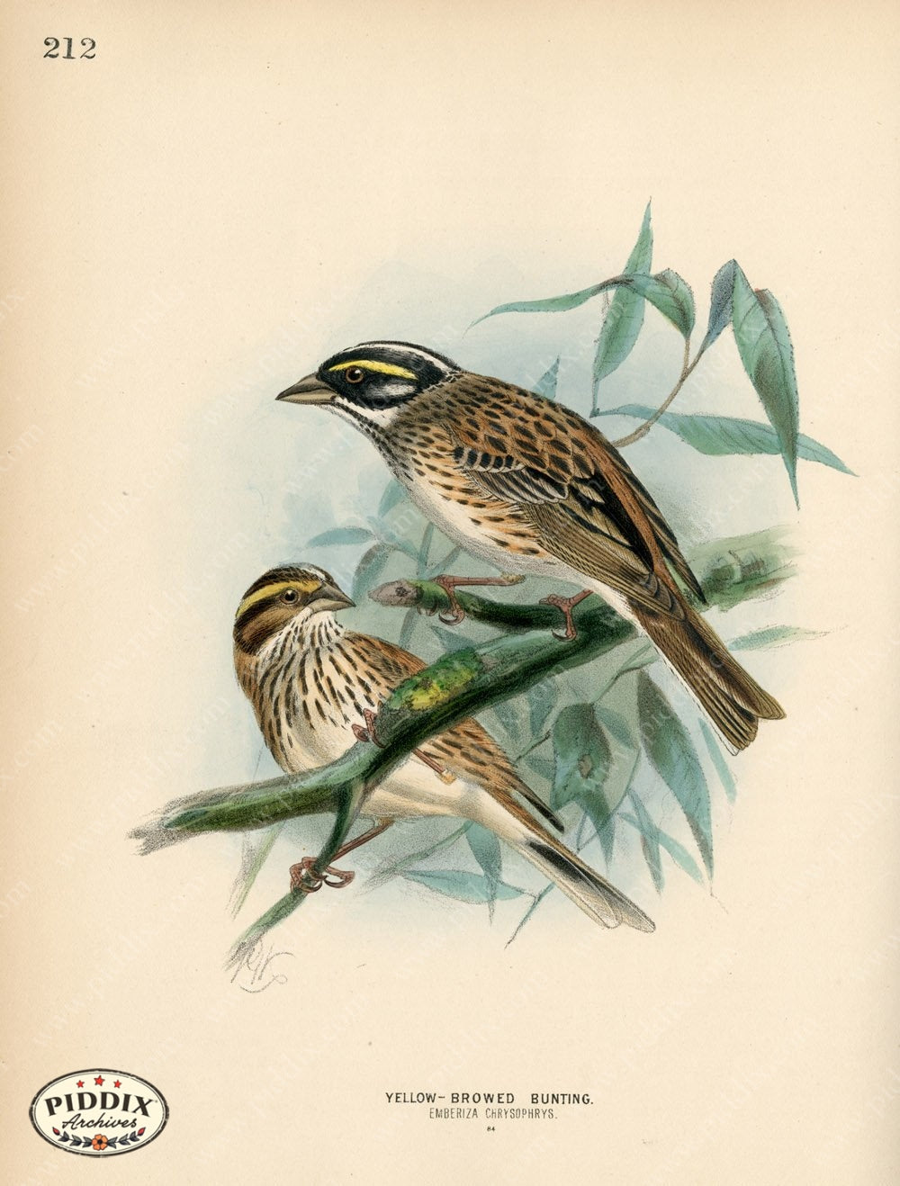Pdxc1410 -- Birds Color Illustration