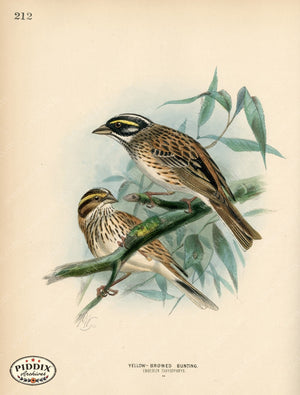 Pdxc1410 -- Birds Color Illustration