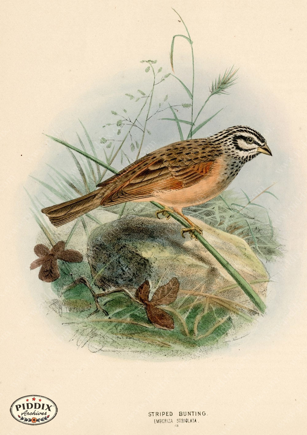 Pdxc1411 -- Birds Color Illustration