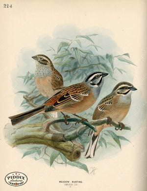 Pdxc1412 -- Birds Color Illustration