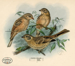 Pdxc1413 -- Birds Color Illustration