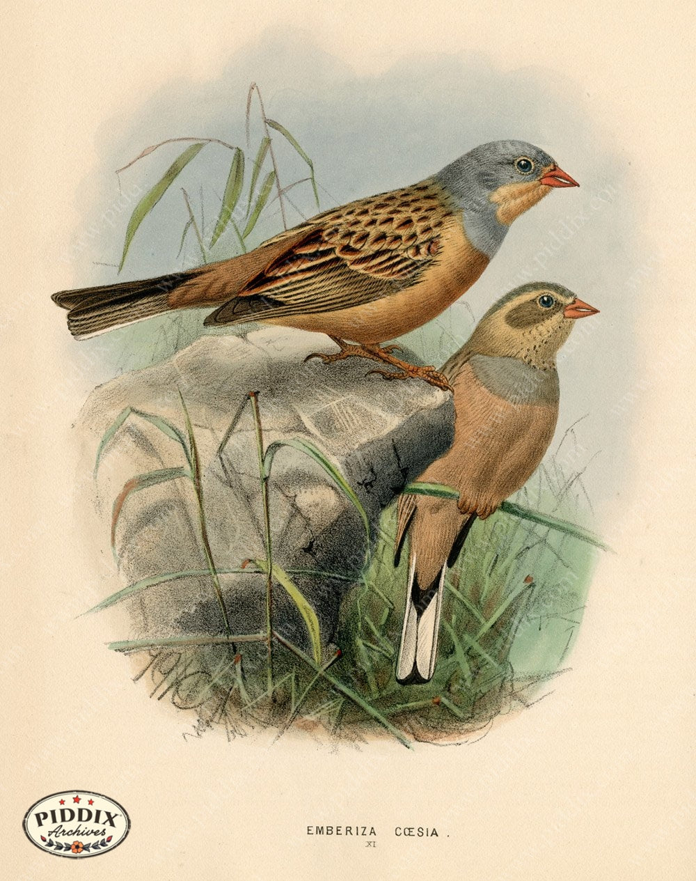 Pdxc1414 -- Birds Color Illustration