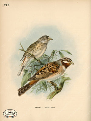 Pdxc1415 -- Birds Color Illustration