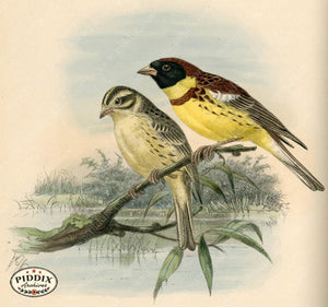 Pdxc1416 -- Birds Color Illustration