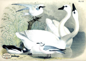 Pdxc14164 -- Birds Color Illustration