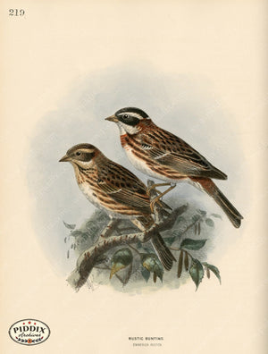 Pdxc1417 -- Birds Color Illustration