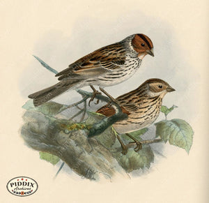 Pdxc1418 -- Birds Color Illustration