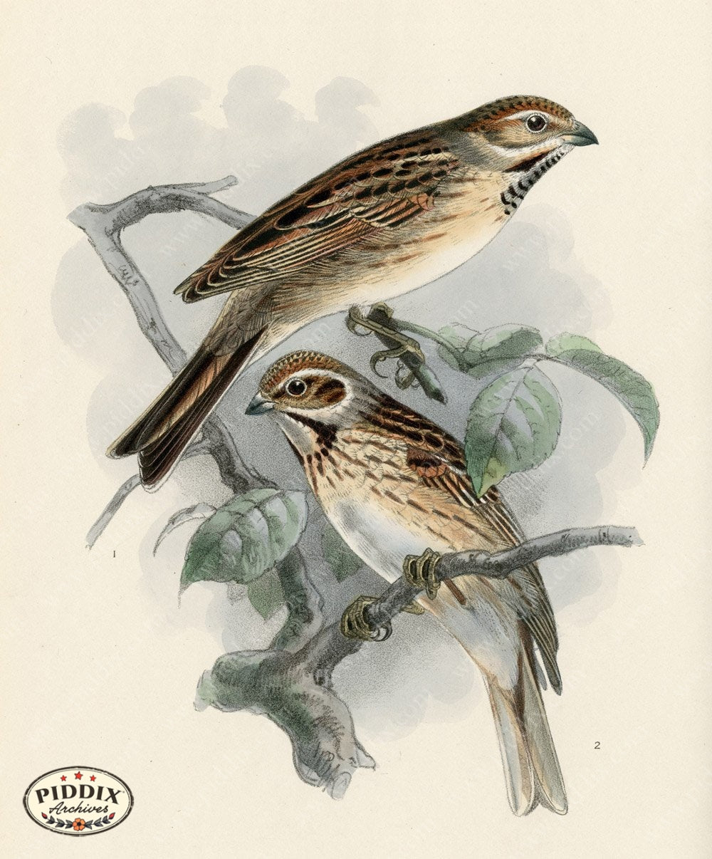 Pdxc1419 -- Birds Color Illustration