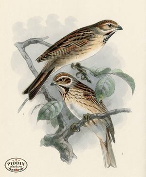 Pdxc1419 -- Birds Color Illustration