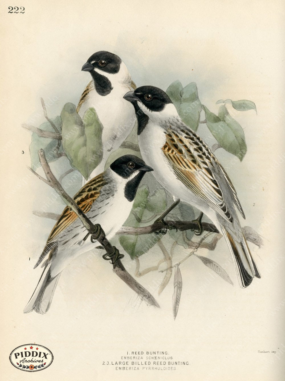 Pdxc1420 -- Birds Color Illustration