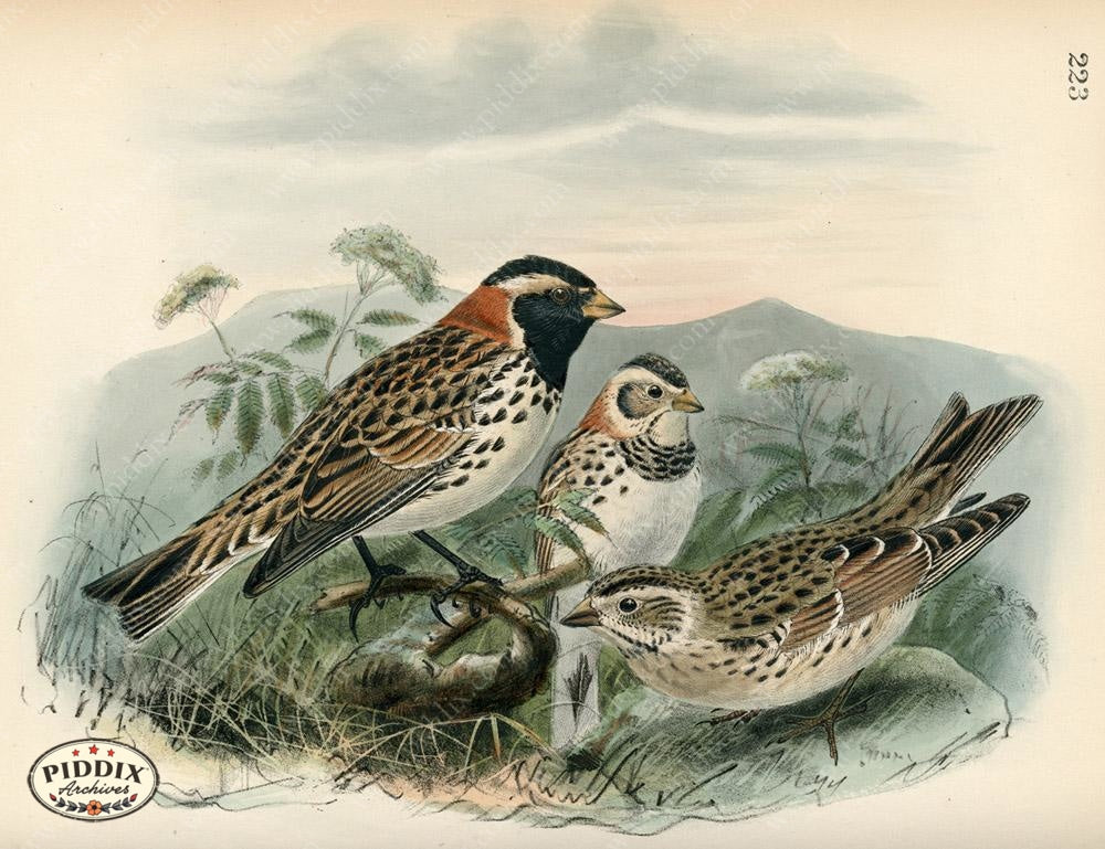 Pdxc1421 -- Birds Color Illustration