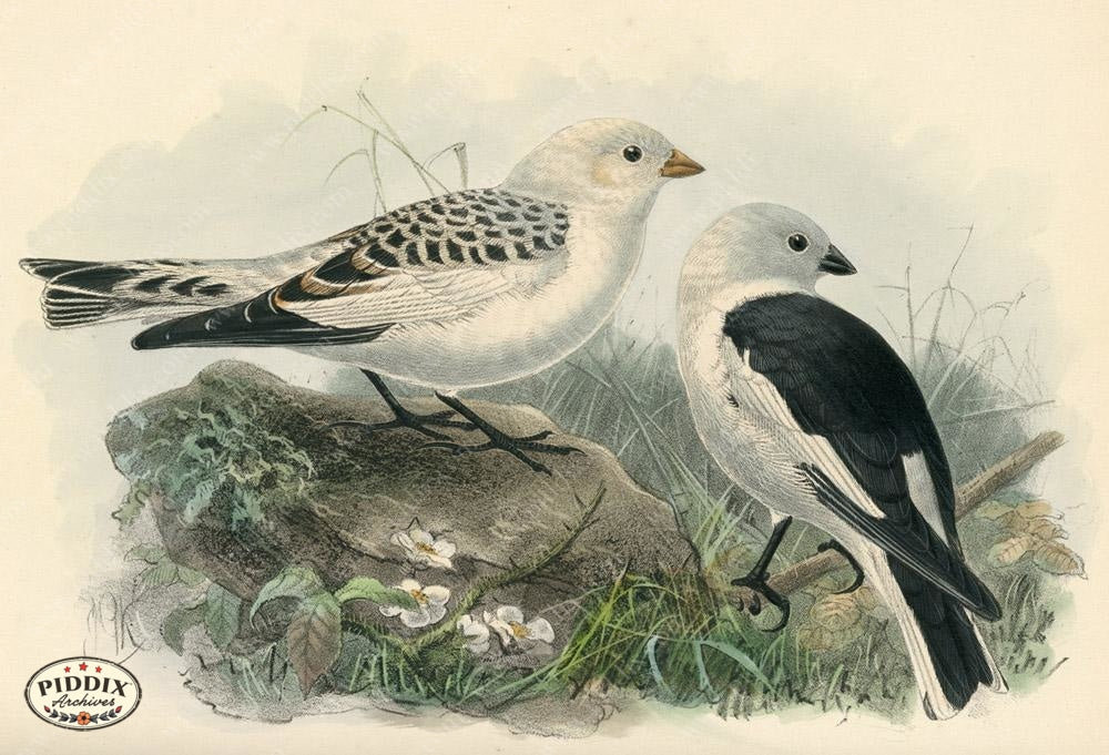 Pdxc1422 -- Birds Color Illustration