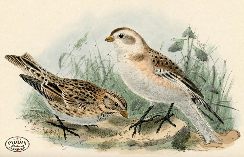 Pdxc1423 -- Birds Color Illustration