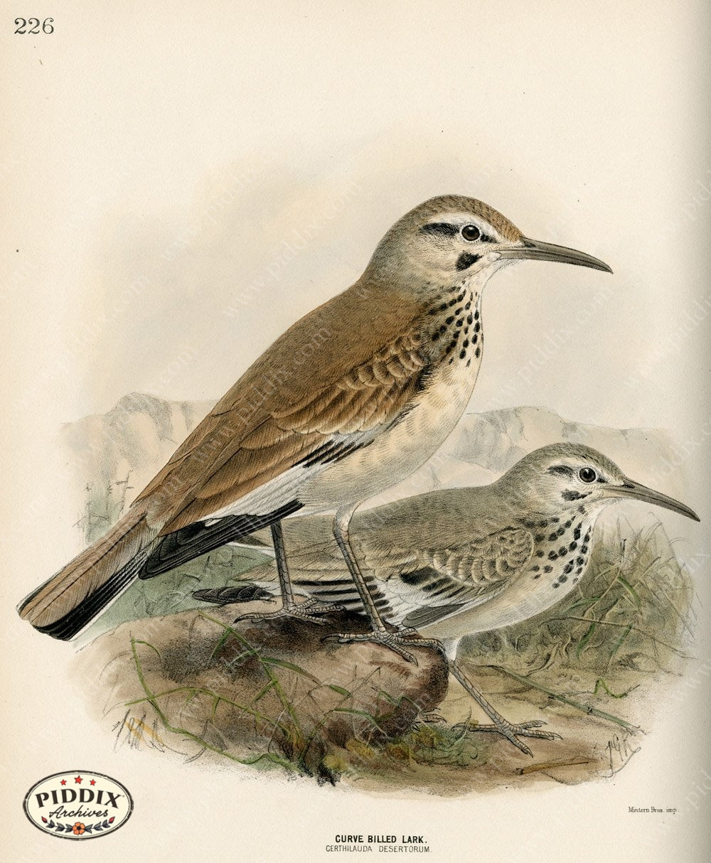 Pdxc1424 -- Birds Color Illustration