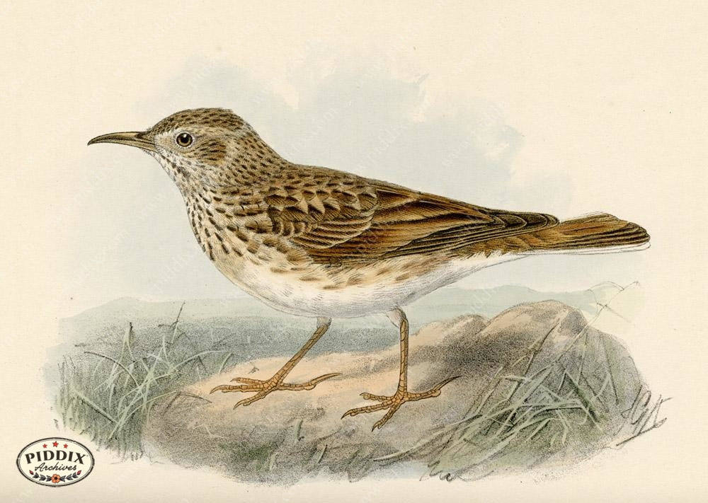 Pdxc1425 -- Birds Color Illustration