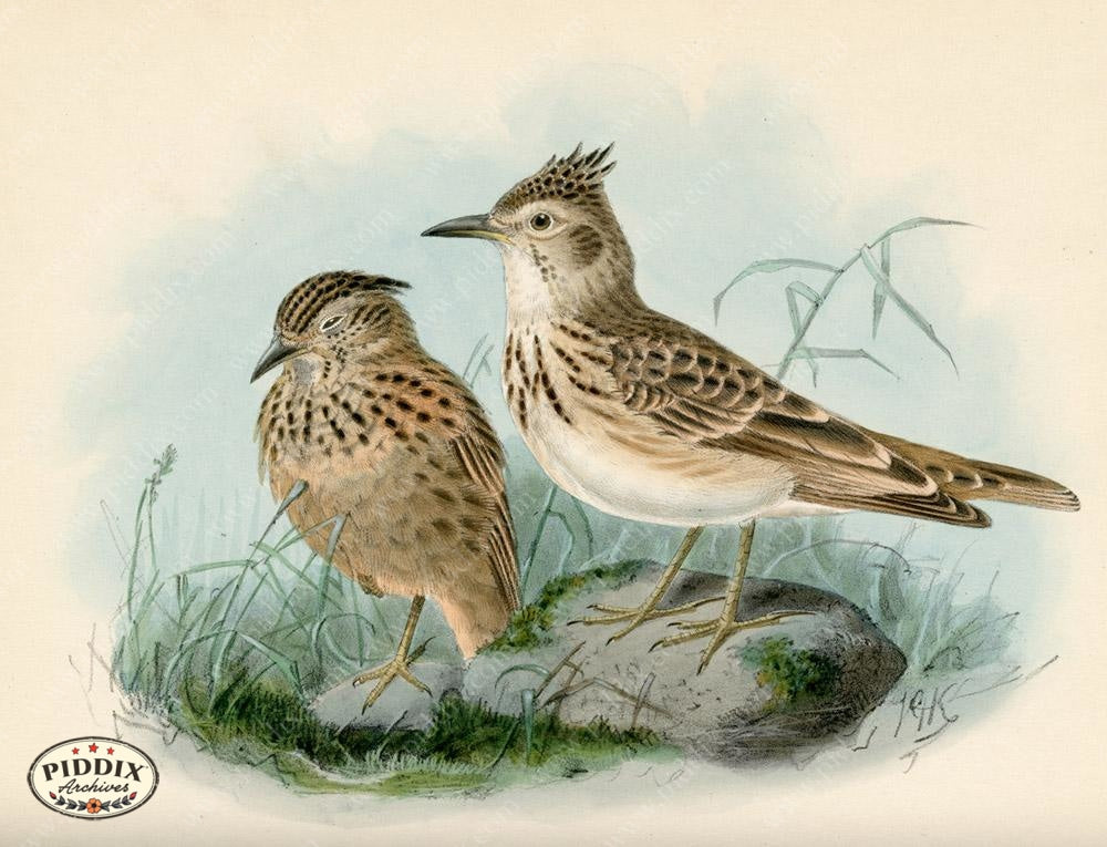 Pdxc1426 -- Birds Color Illustration