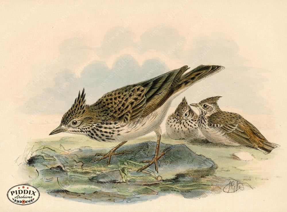 Pdxc1427 -- Birds Color Illustration