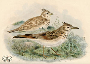 Pdxc1428 -- Birds Color Illustration