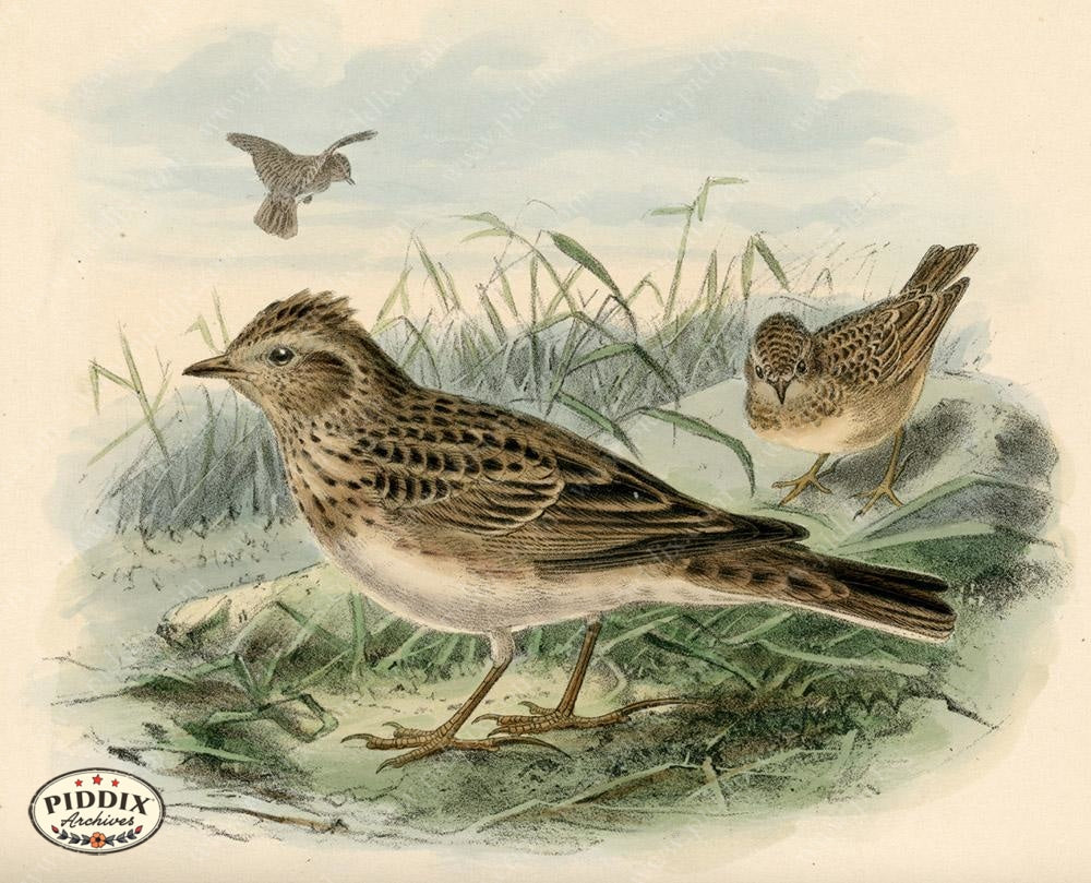 Pdxc1429 -- Birds Color Illustration