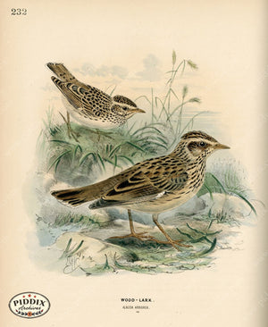 Pdxc1430 -- Birds Color Illustration