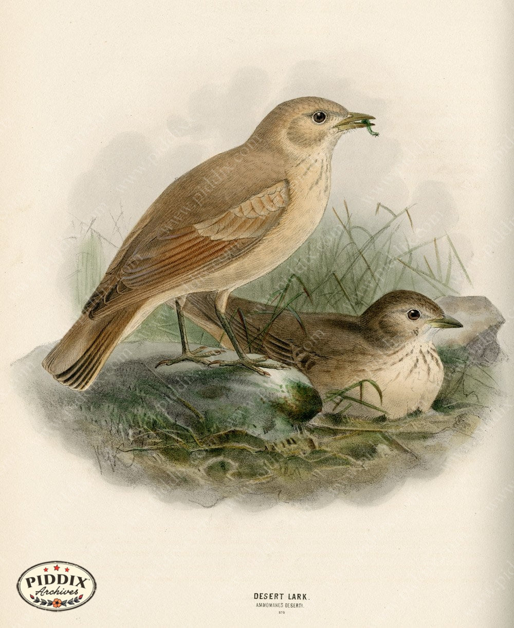 Pdxc1431 -- Birds Color Illustration