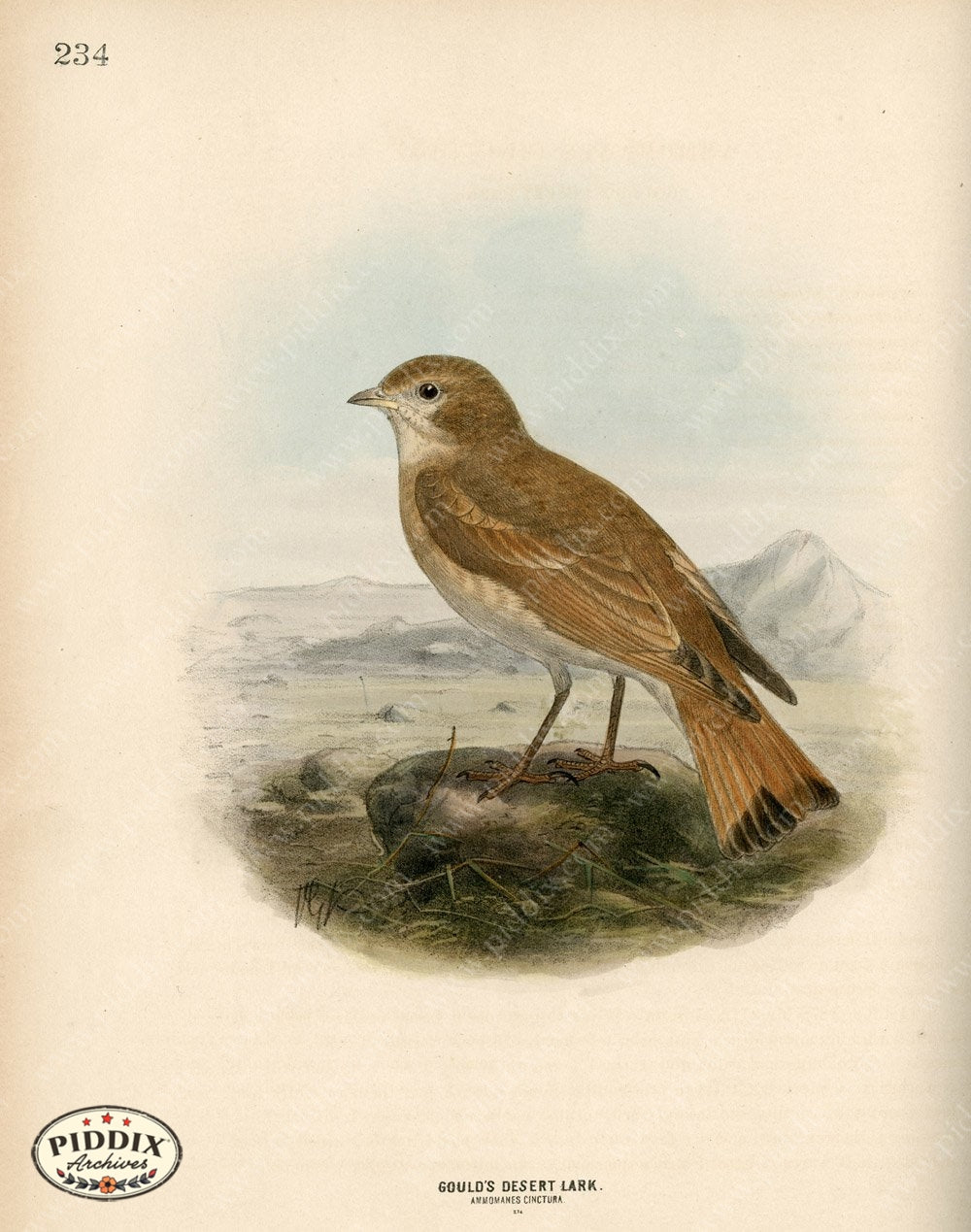 Pdxc1432 -- Birds Color Illustration