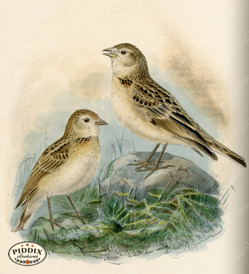 Pdxc1433 -- Birds Color Illustration