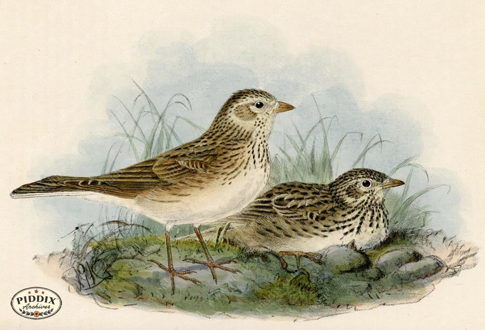 Pdxc1434 -- Birds Color Illustration