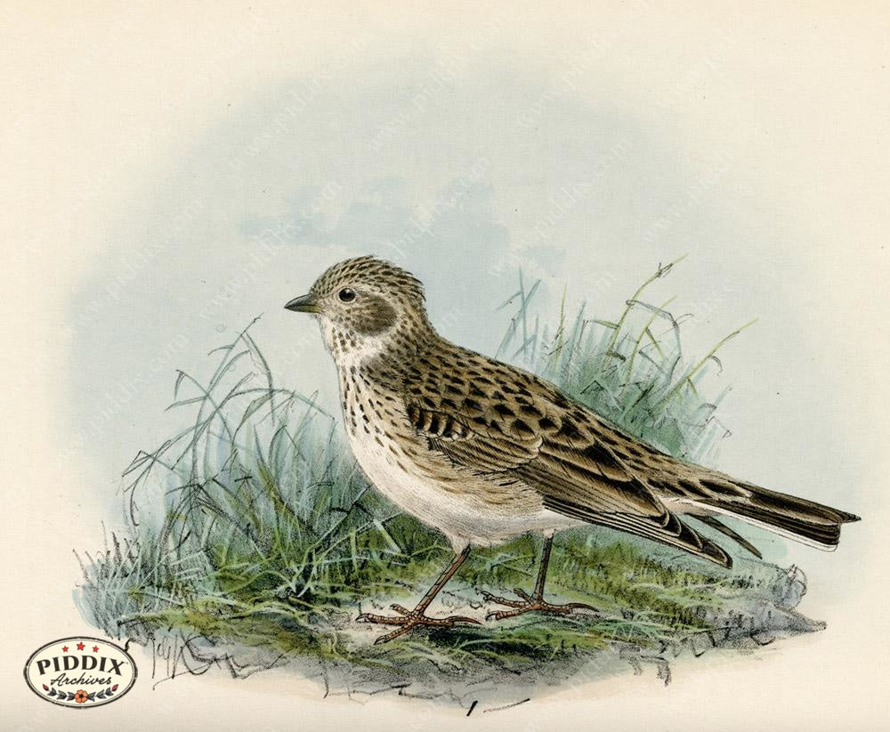 Pdxc1435 -- Birds Color Illustration