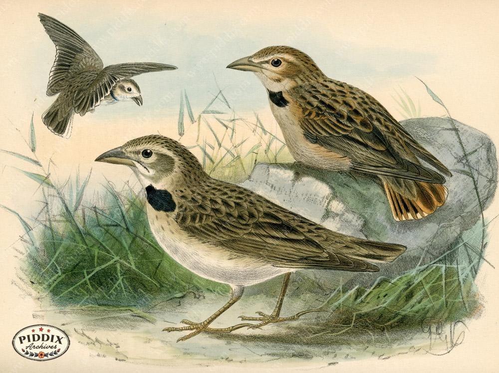Pdxc1436 -- Birds Color Illustration