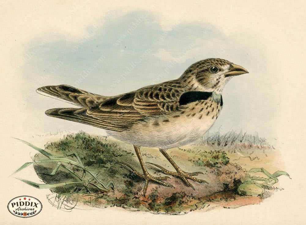 Pdxc1437 -- Birds Color Illustration