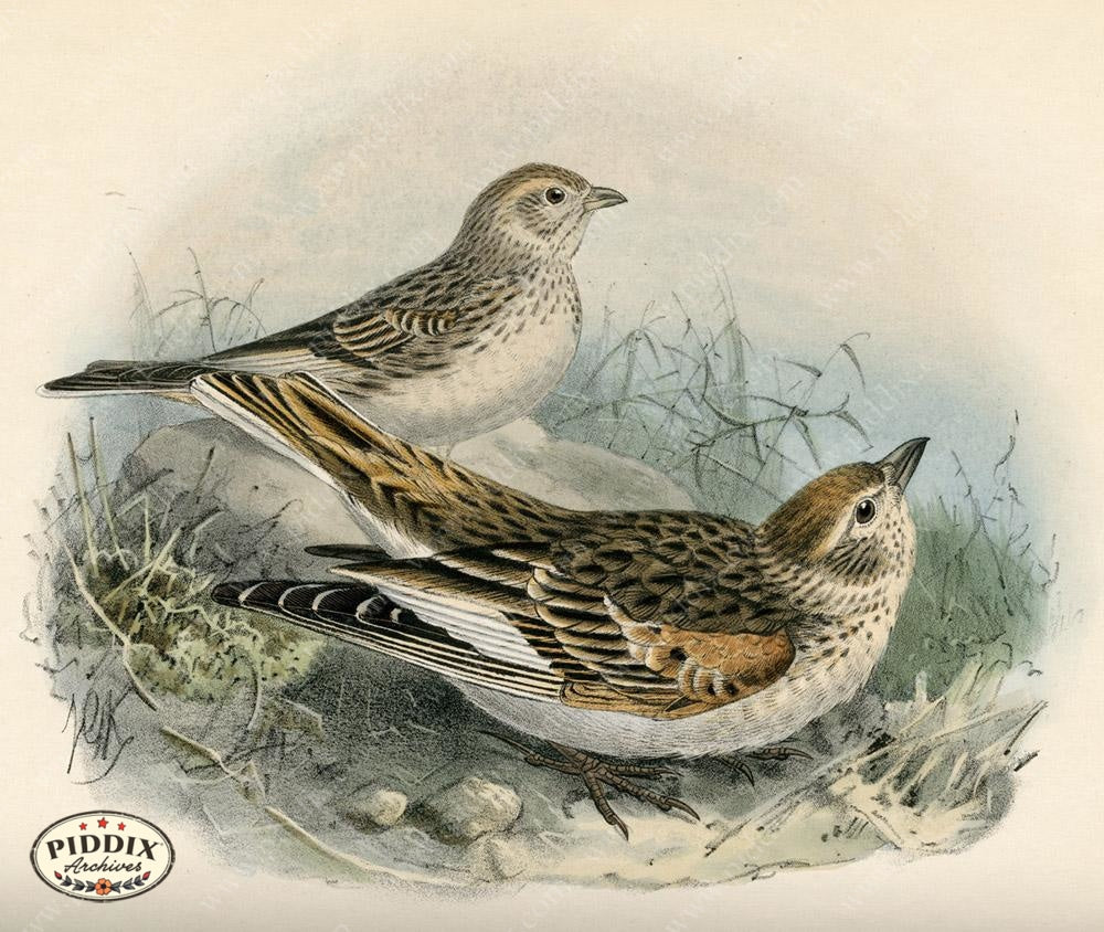 Pdxc1438 -- Birds Color Illustration
