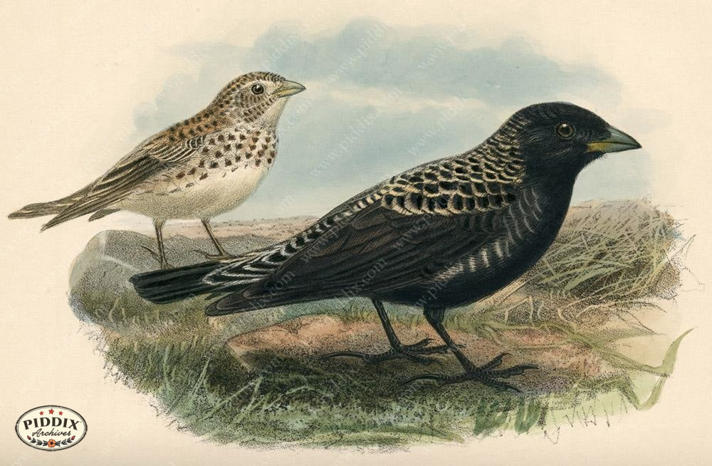 Pdxc1439 -- Birds Color Illustration