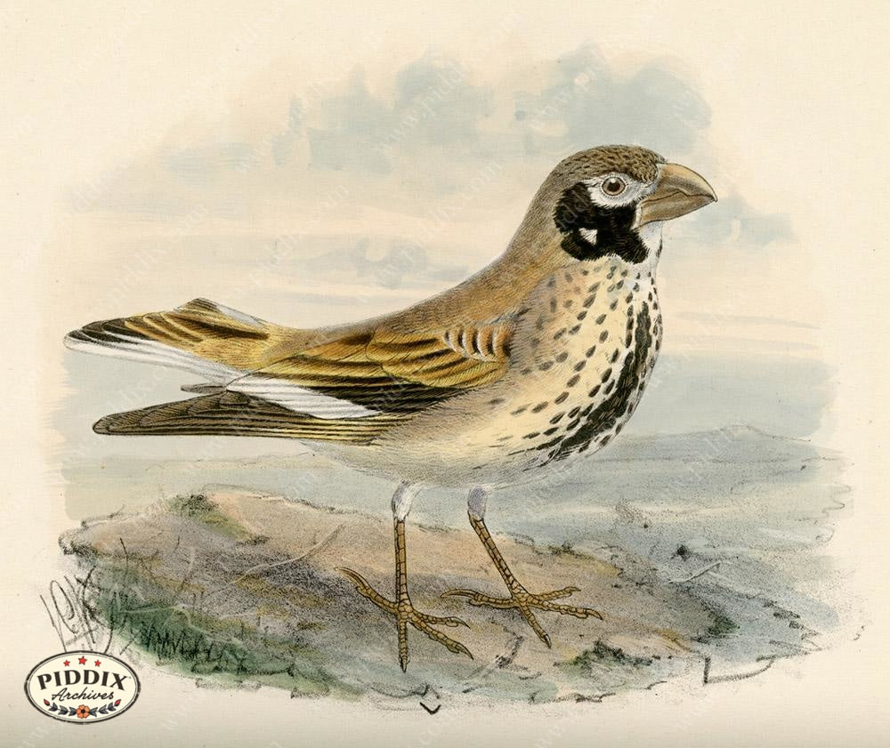 Pdxc1440 -- Birds Color Illustration