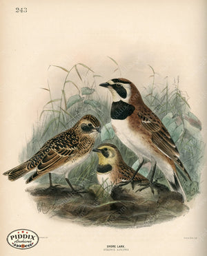 Pdxc1441 -- Birds Color Illustration