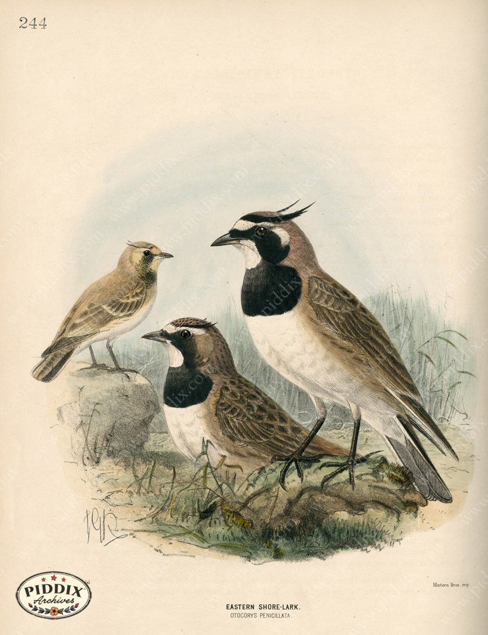 Pdxc1442 -- Birds Color Illustration