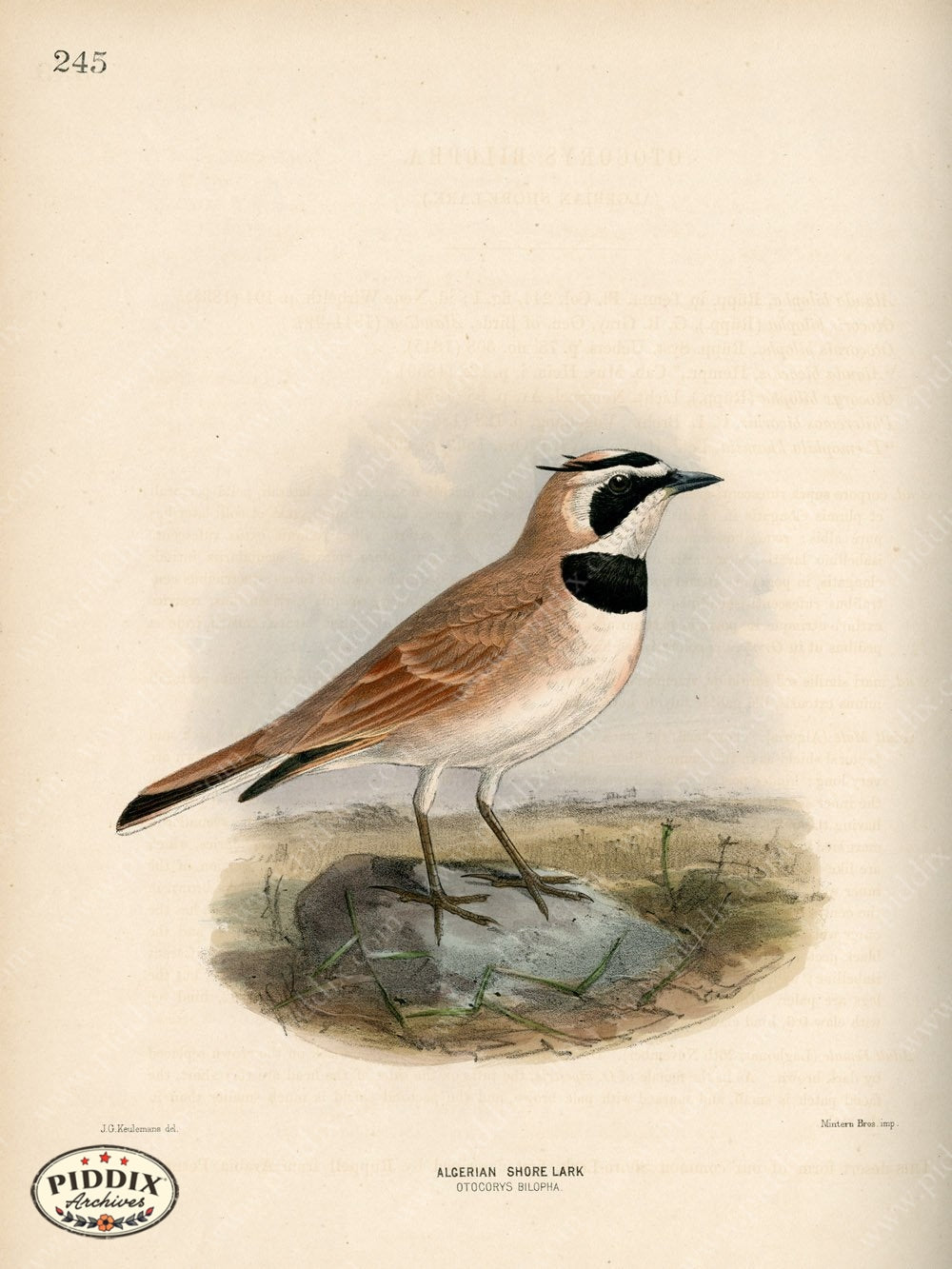 Pdxc1443 -- Birds Color Illustration